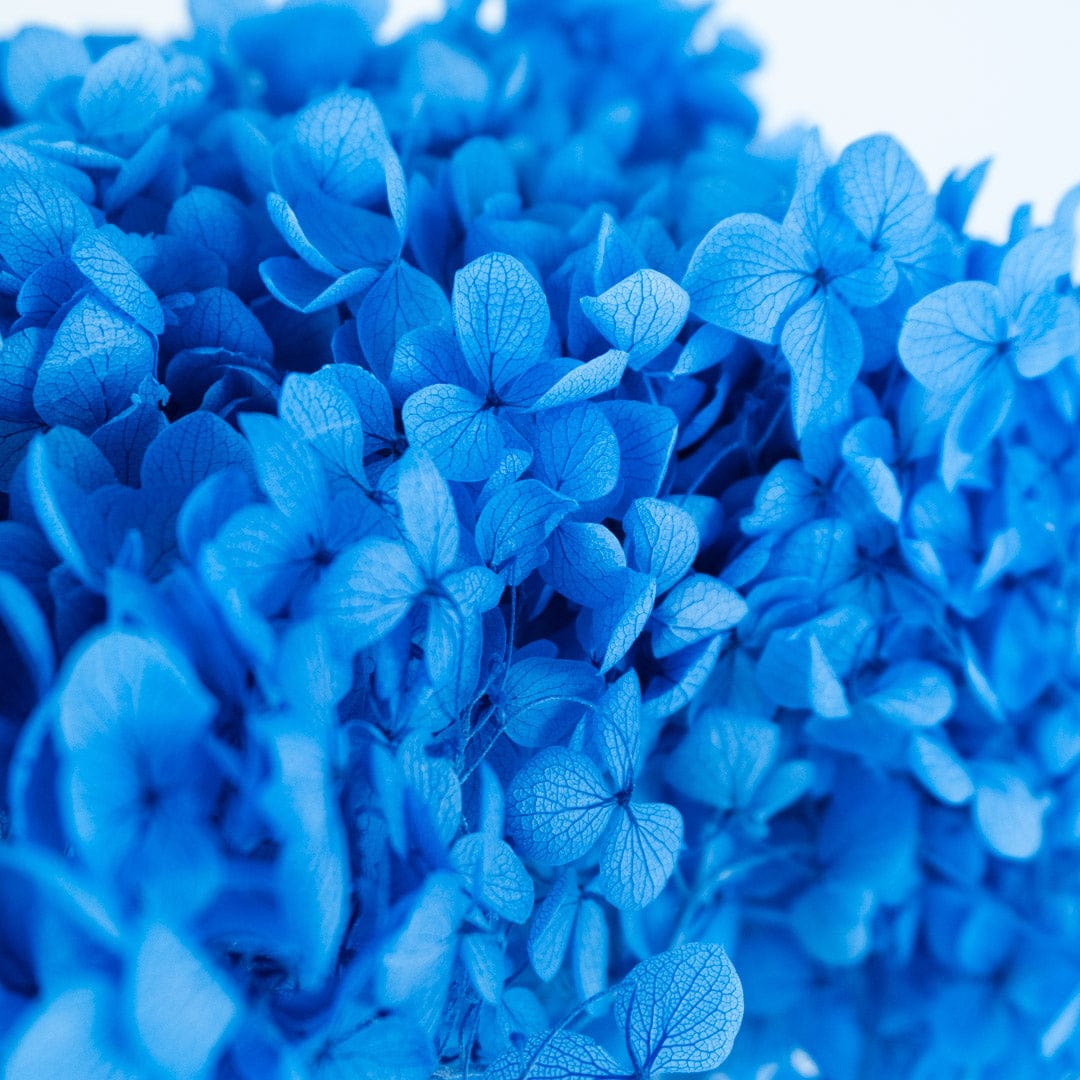 Mazzo di ortensia blu
