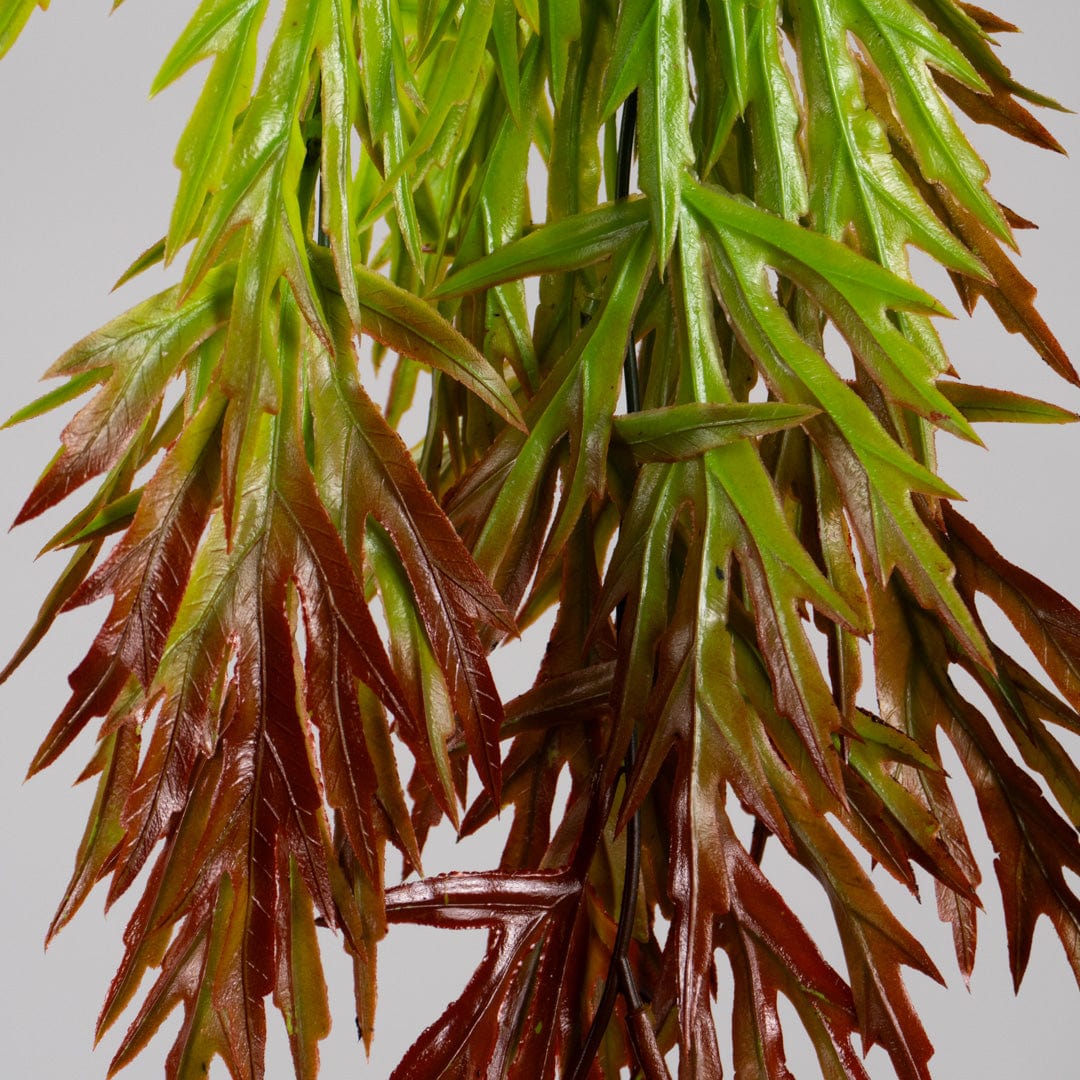 Mimosa suspendu