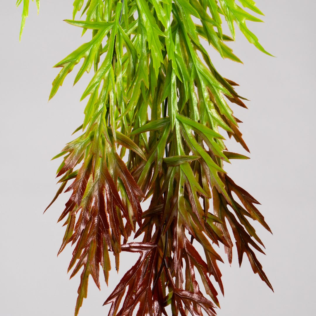 Mimosa colgante