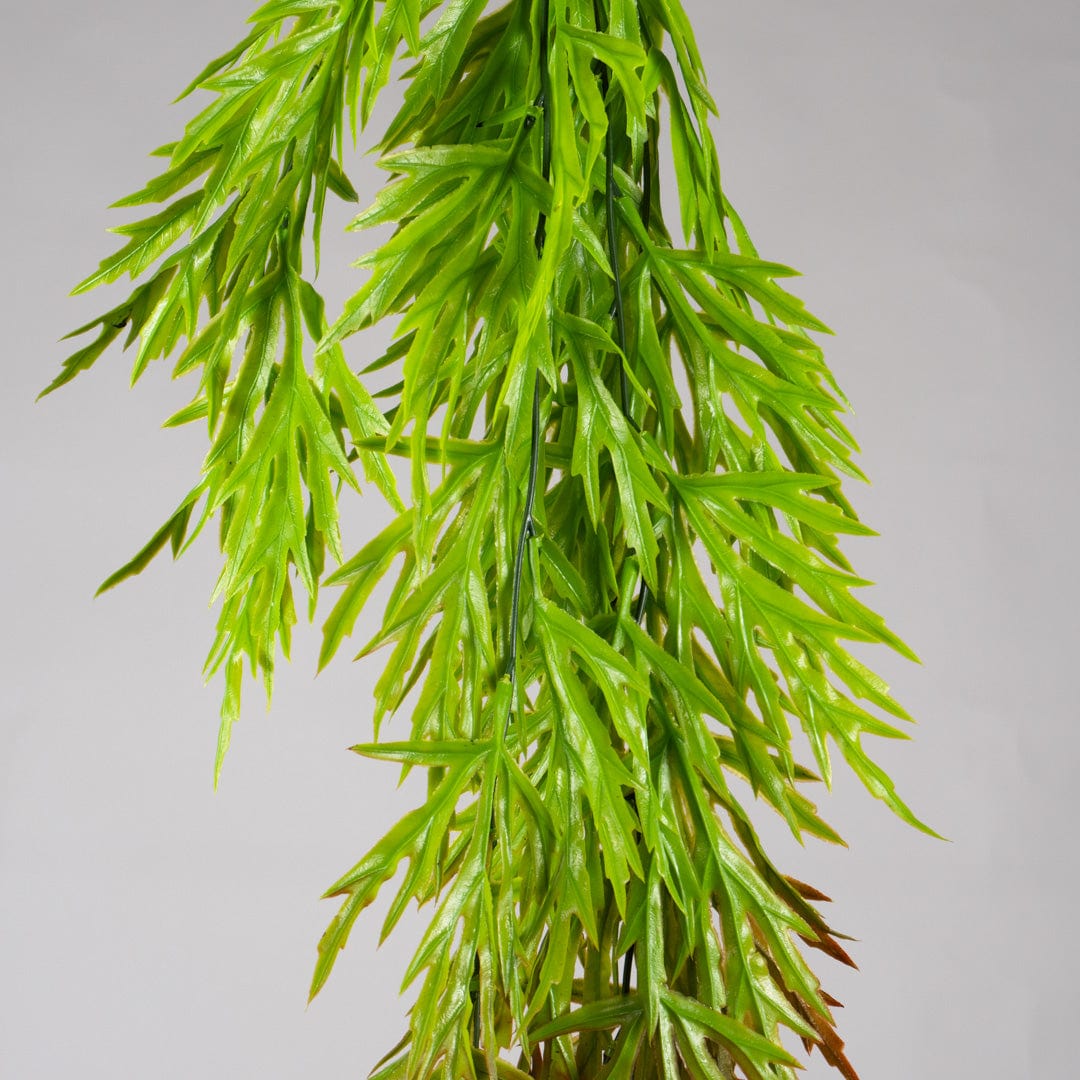 Mimosa suspendu