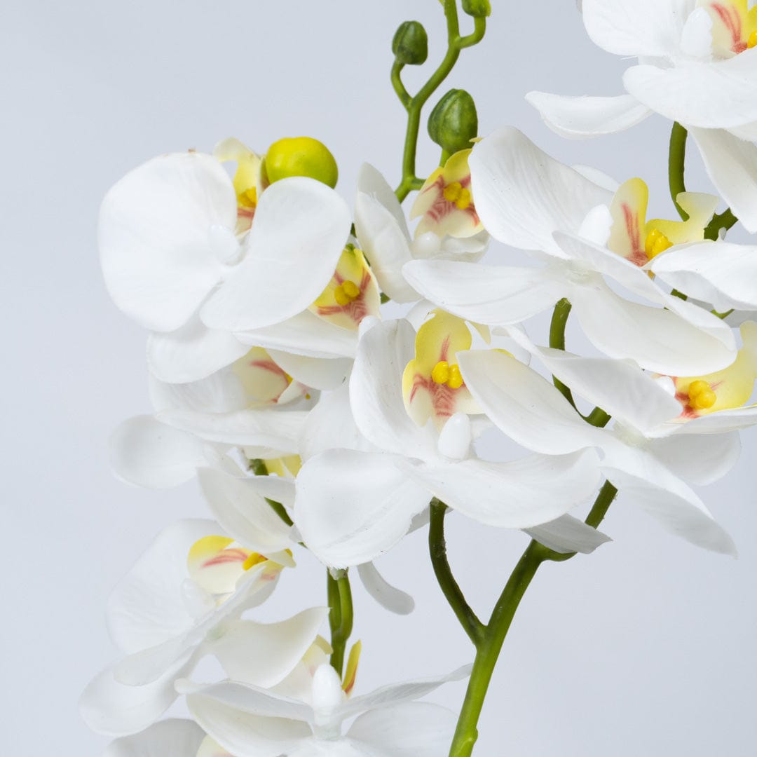 Orchidée Duo blanche