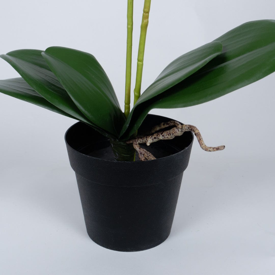Orchidée Duo blanche