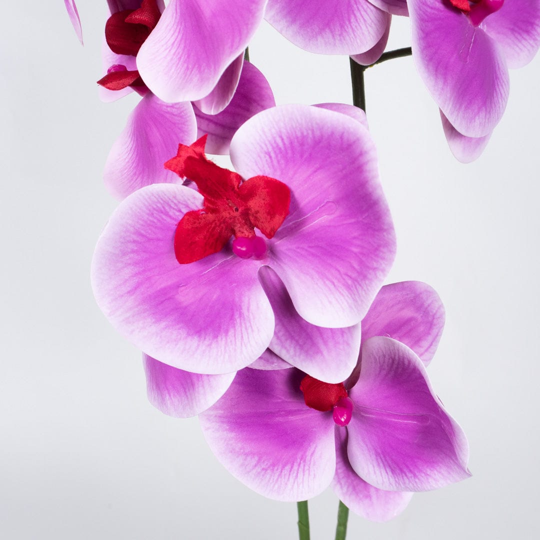 Orchidée Duo fuchsia