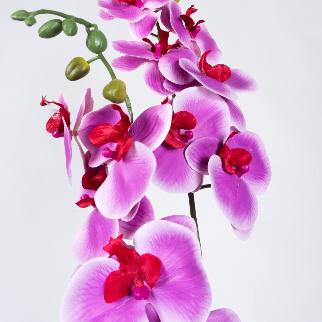 Orchidée Duo fuchsia