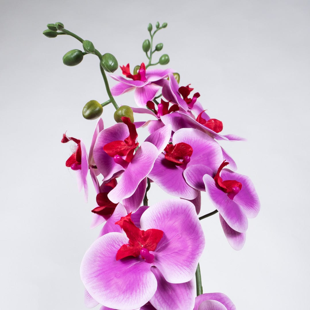 Orchidée Duo fuchsia
