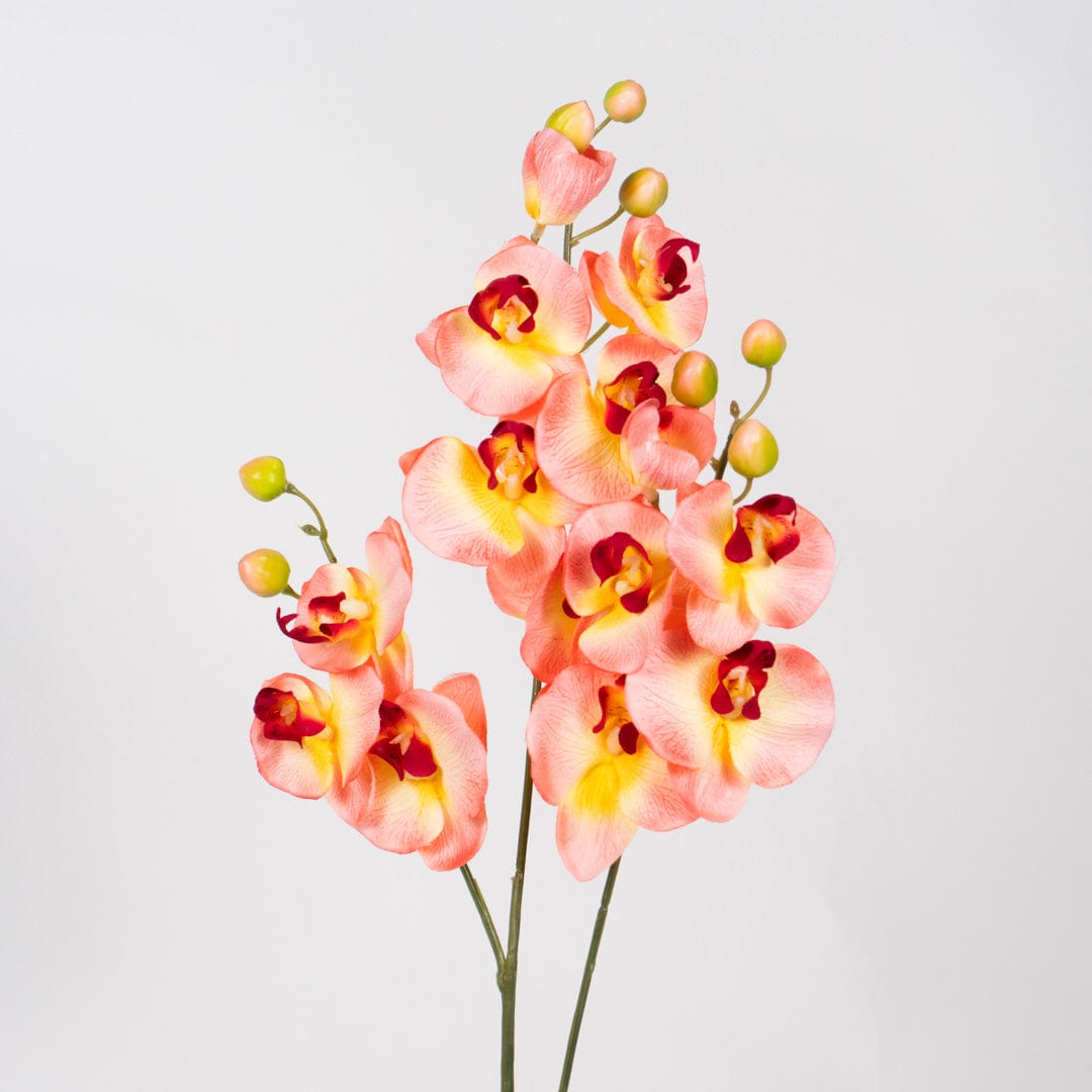 Orchidée Duo saumon