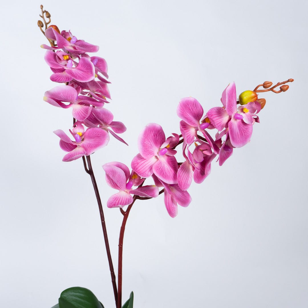 Orquídea Single Bubble