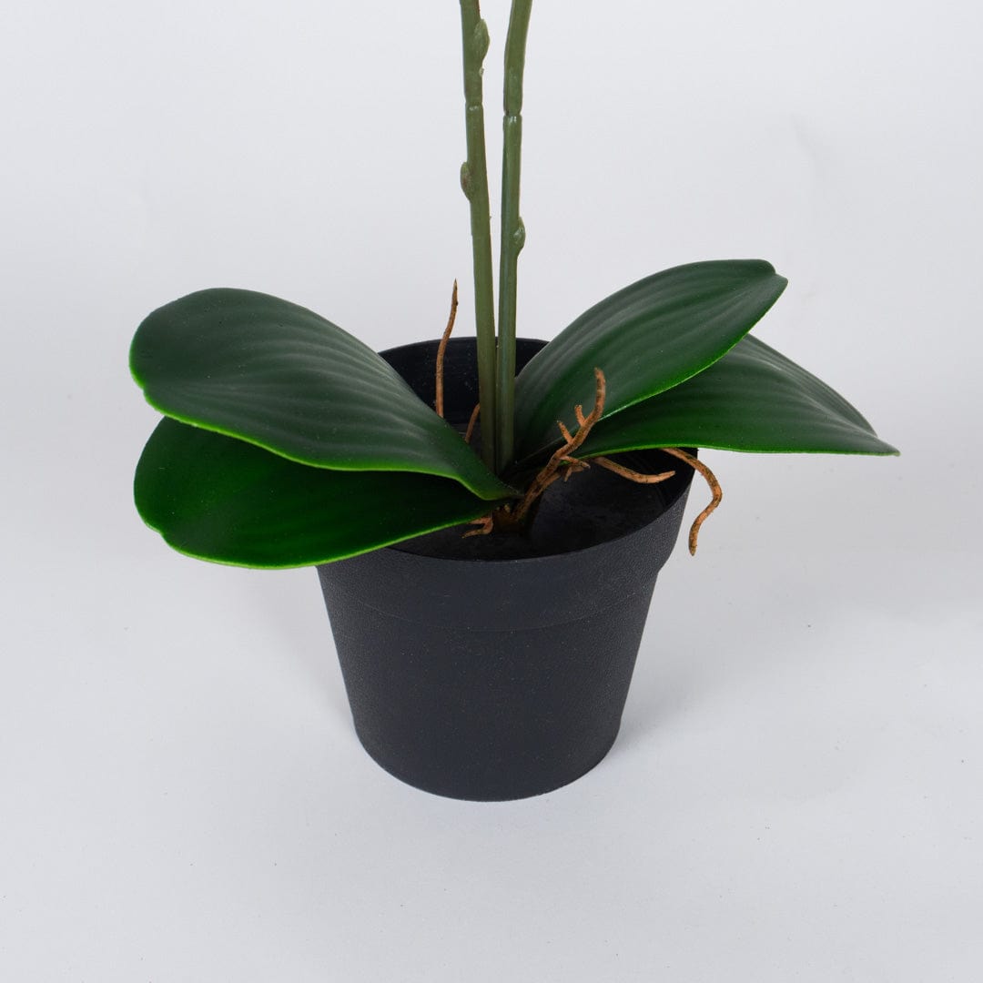 Orchidea Single Fucsia