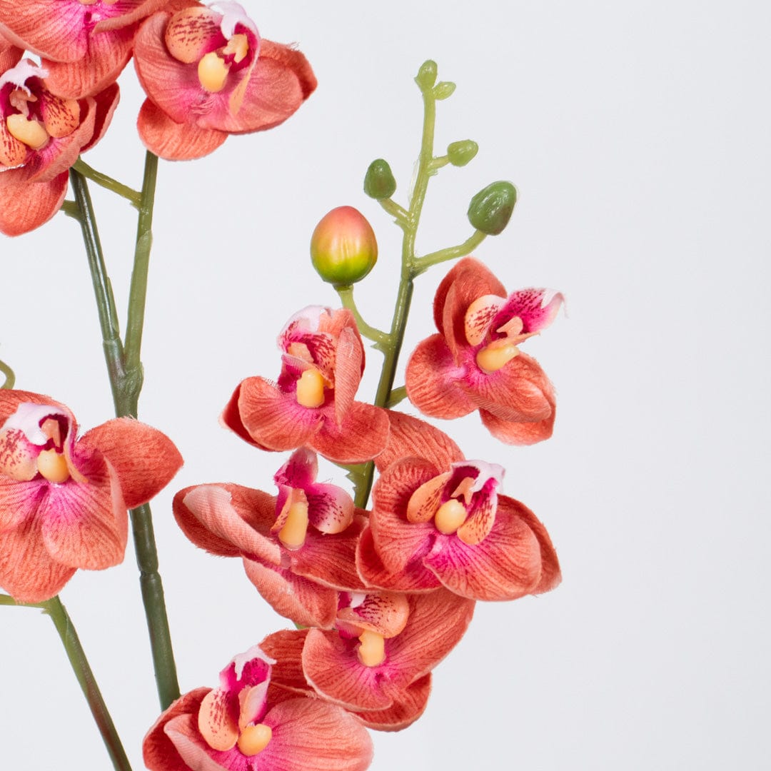 Orchidea Single Rosa