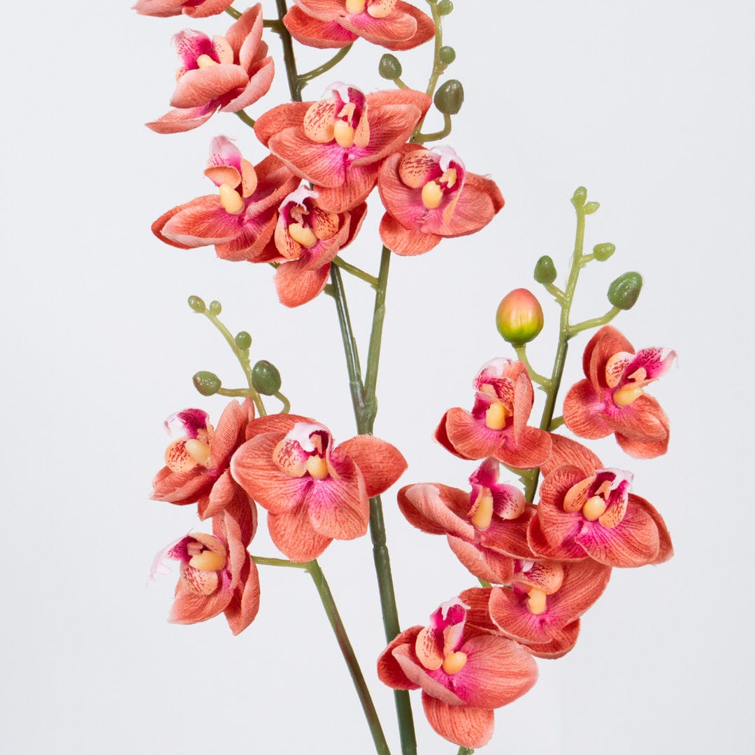 Orchidée Single rose