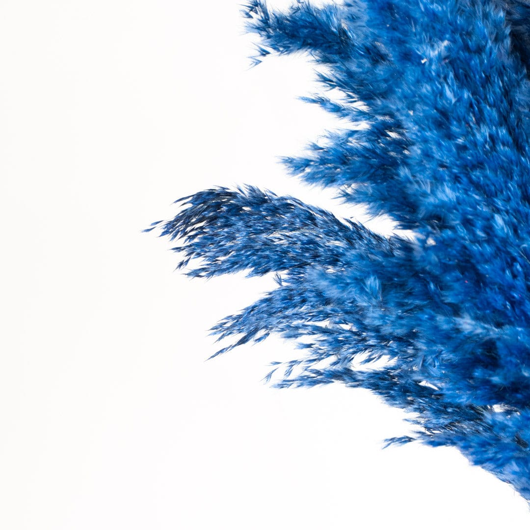 Bouquet Pampa bleu