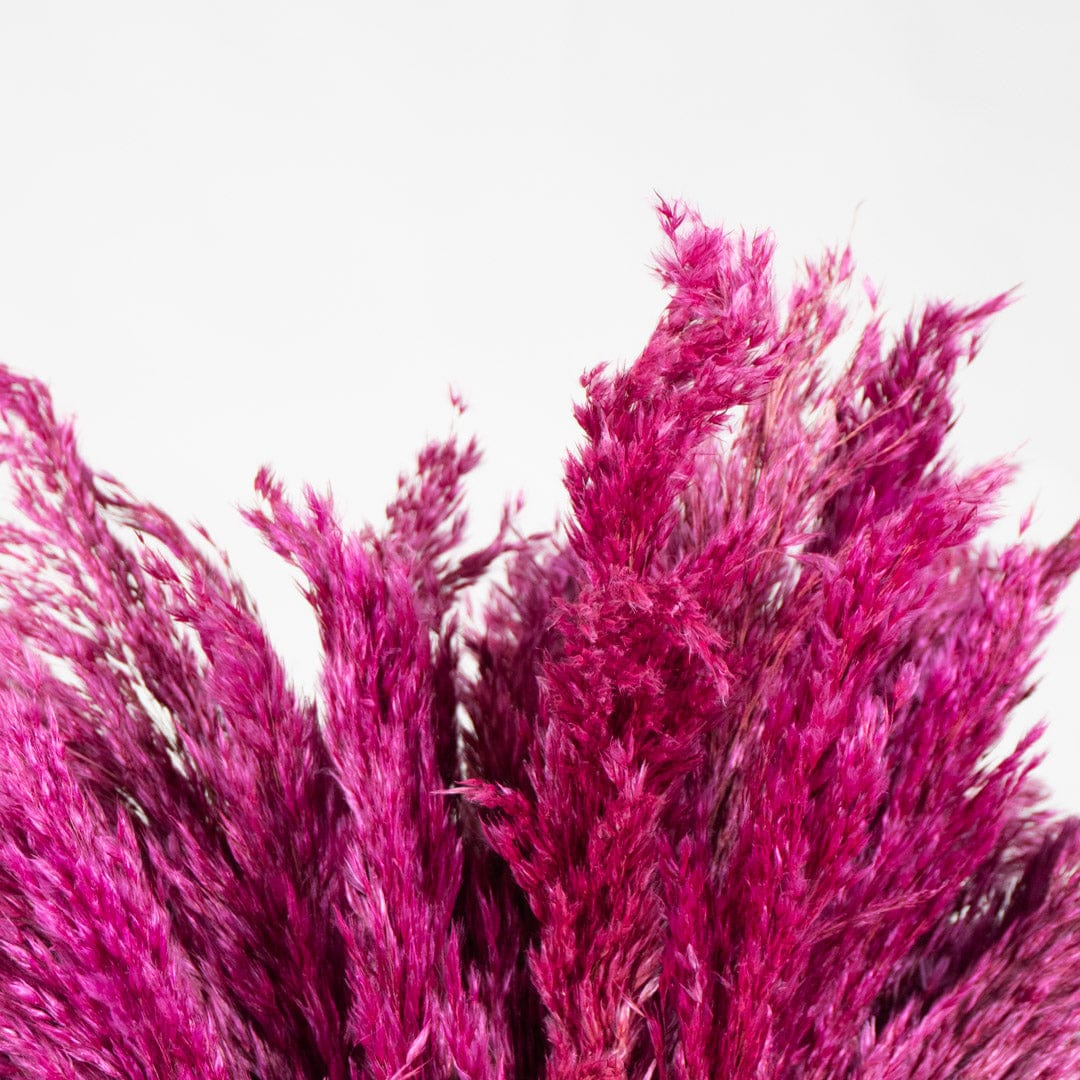 Bouquet Pampa fuchsia