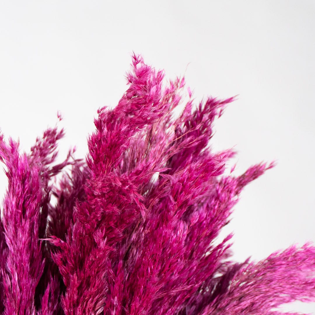 Bouquet Pampa fuchsia