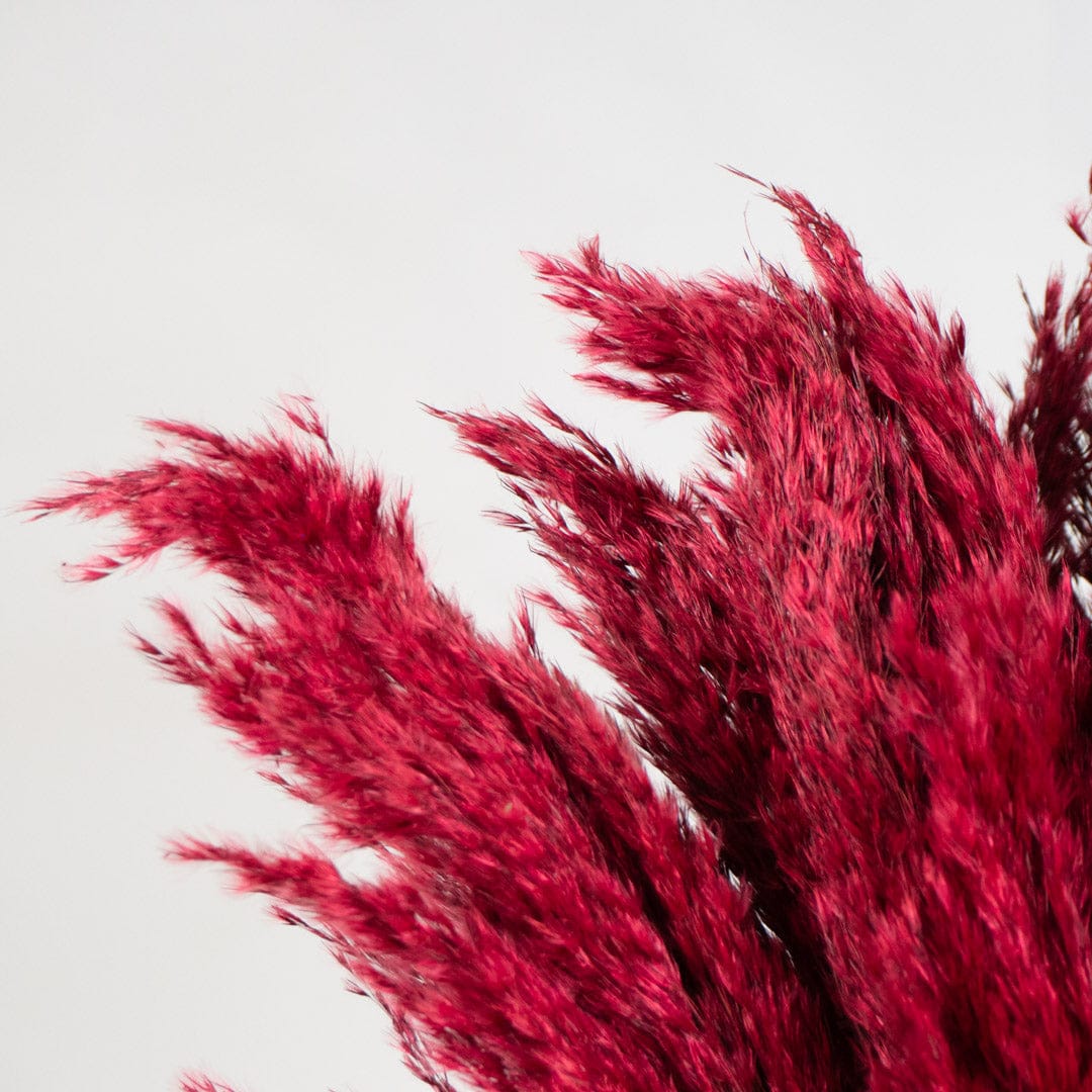 Bouquet Pampa rouge