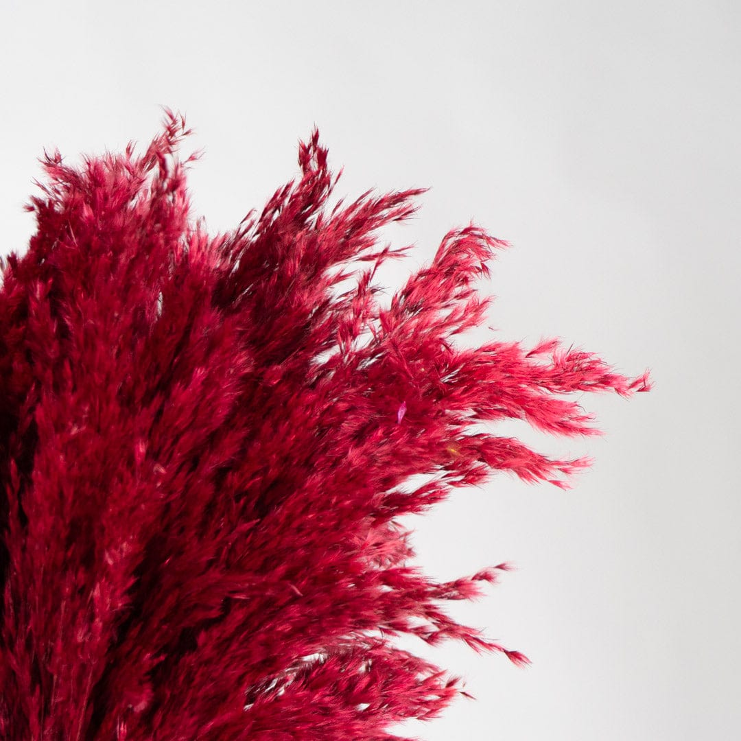 Bouquet Pampa rouge