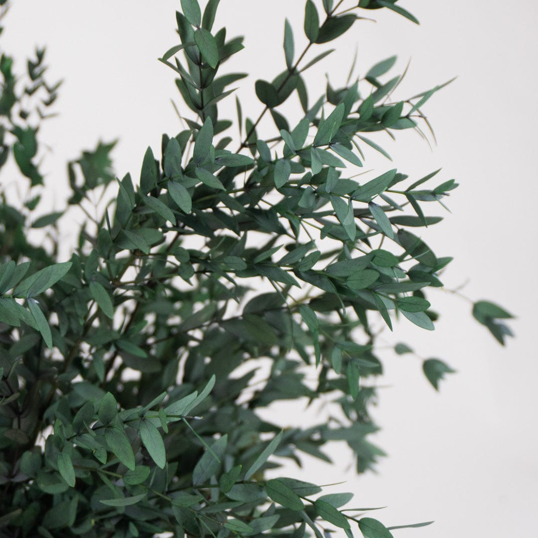 Bouquet Parvifolia vert