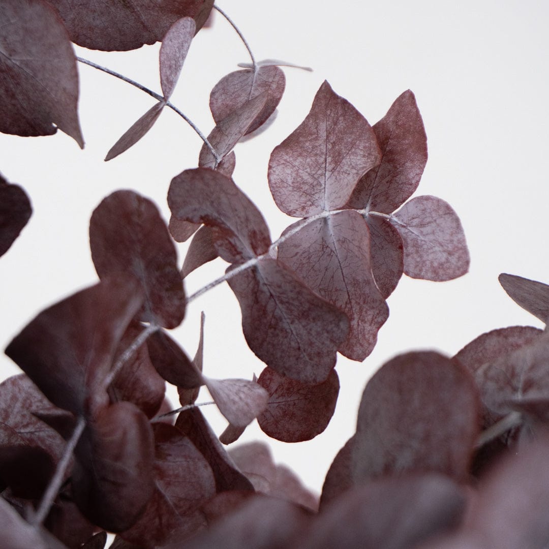 Bouquet Eucalyptus grenat