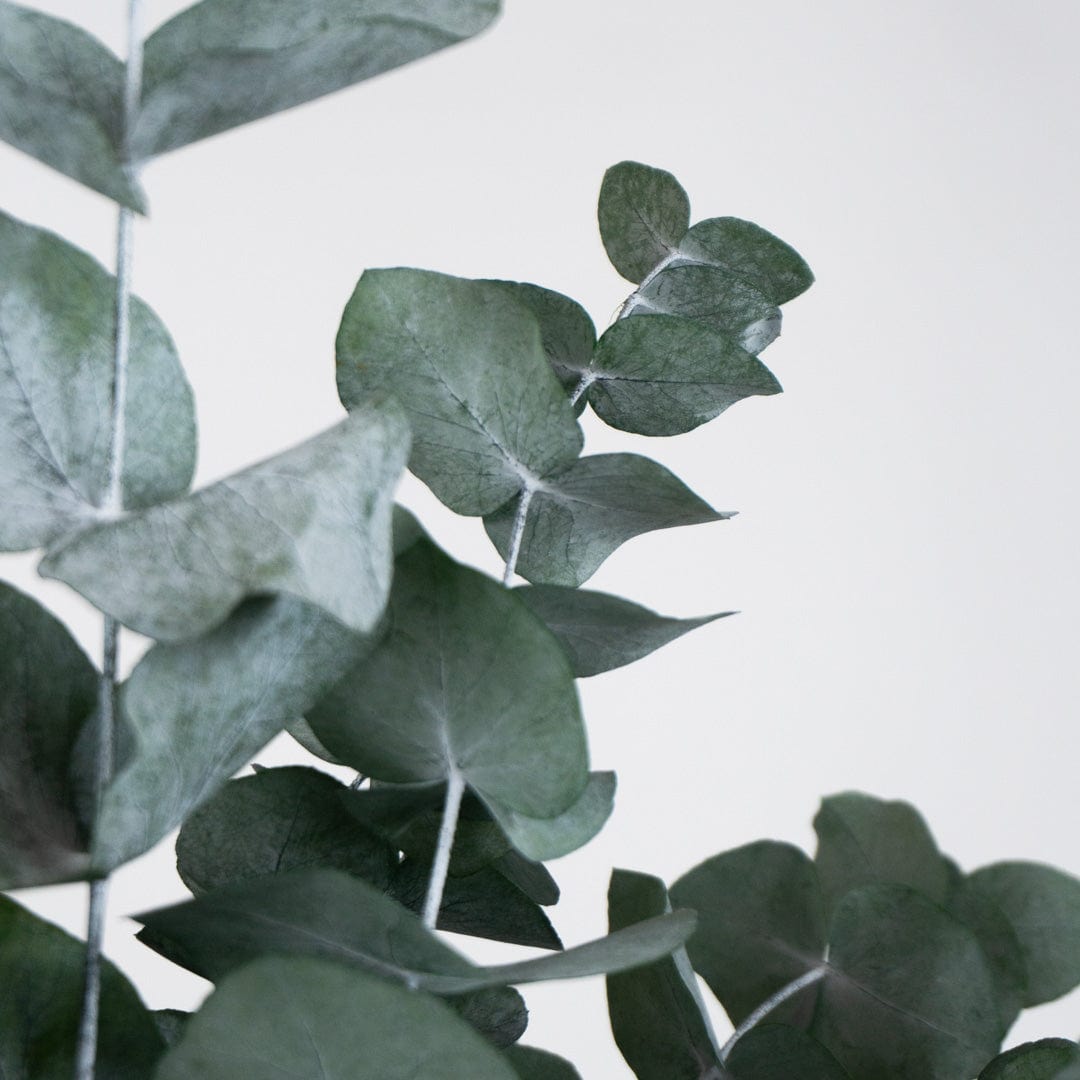 Bouquet Eucalyptus vert