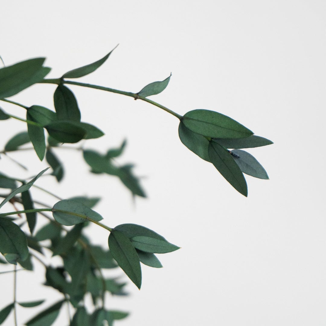 Ramo di Parvifolia Verde