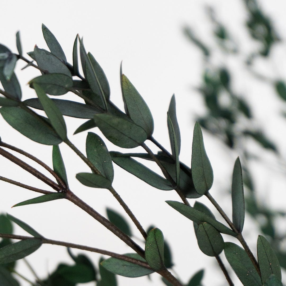 Ramo di Parvifolia Verde