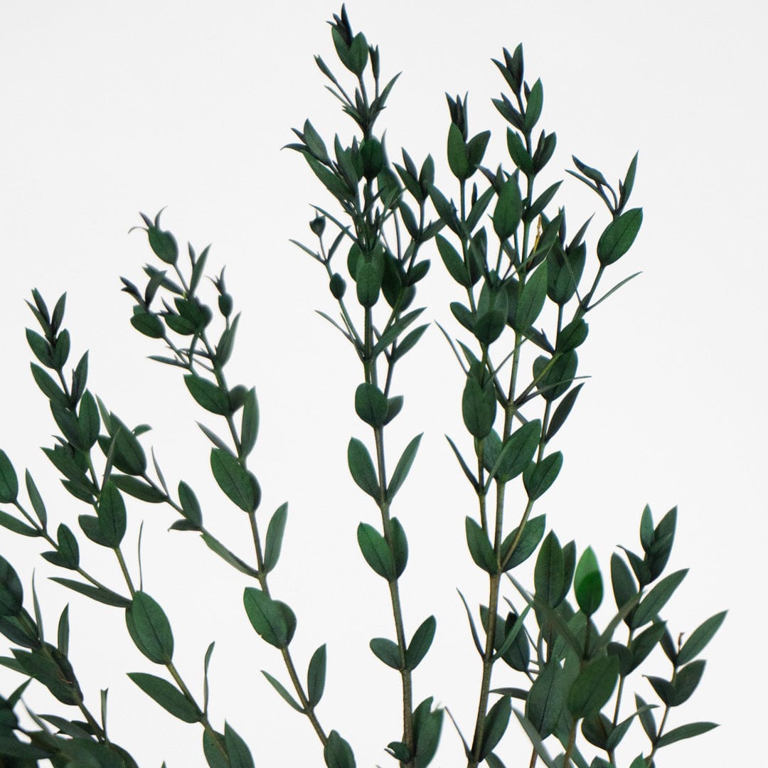 Bouquet Parvifolia vert