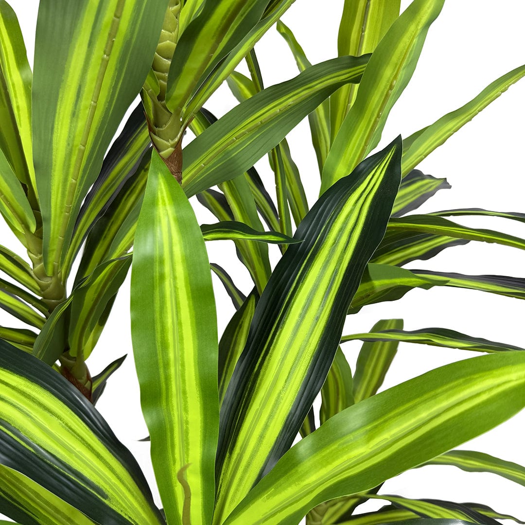 Dracaena Variegata