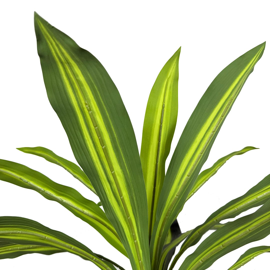Dracaena Variegata