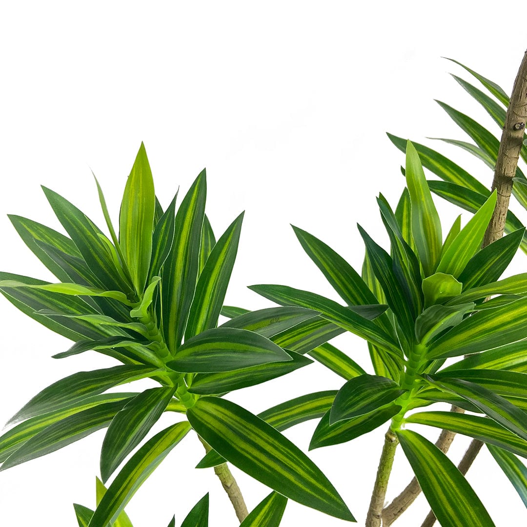 Dracena Reflexa Oscuro