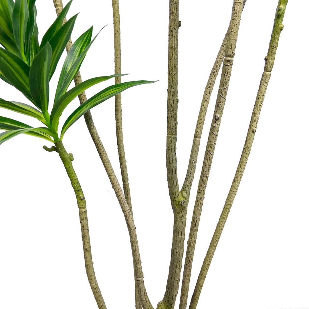 Dracena Reflexa Oscuro