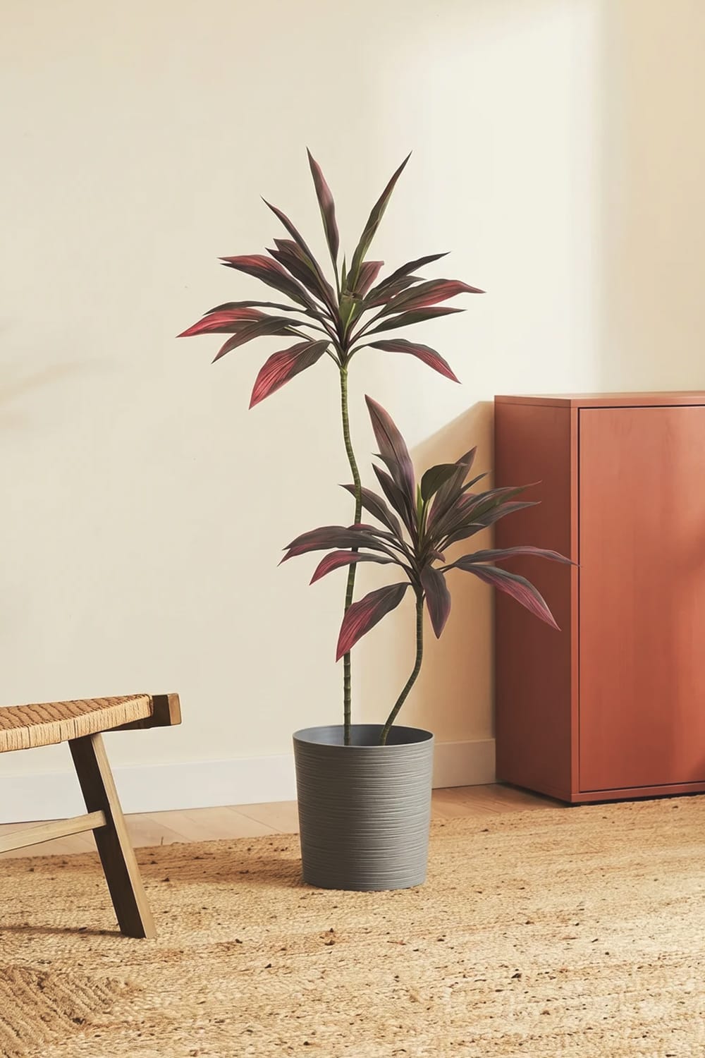 Dracena Rossa