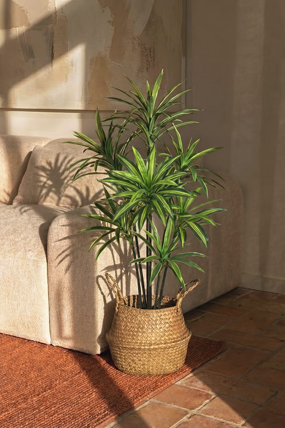 Dracaena Variegata