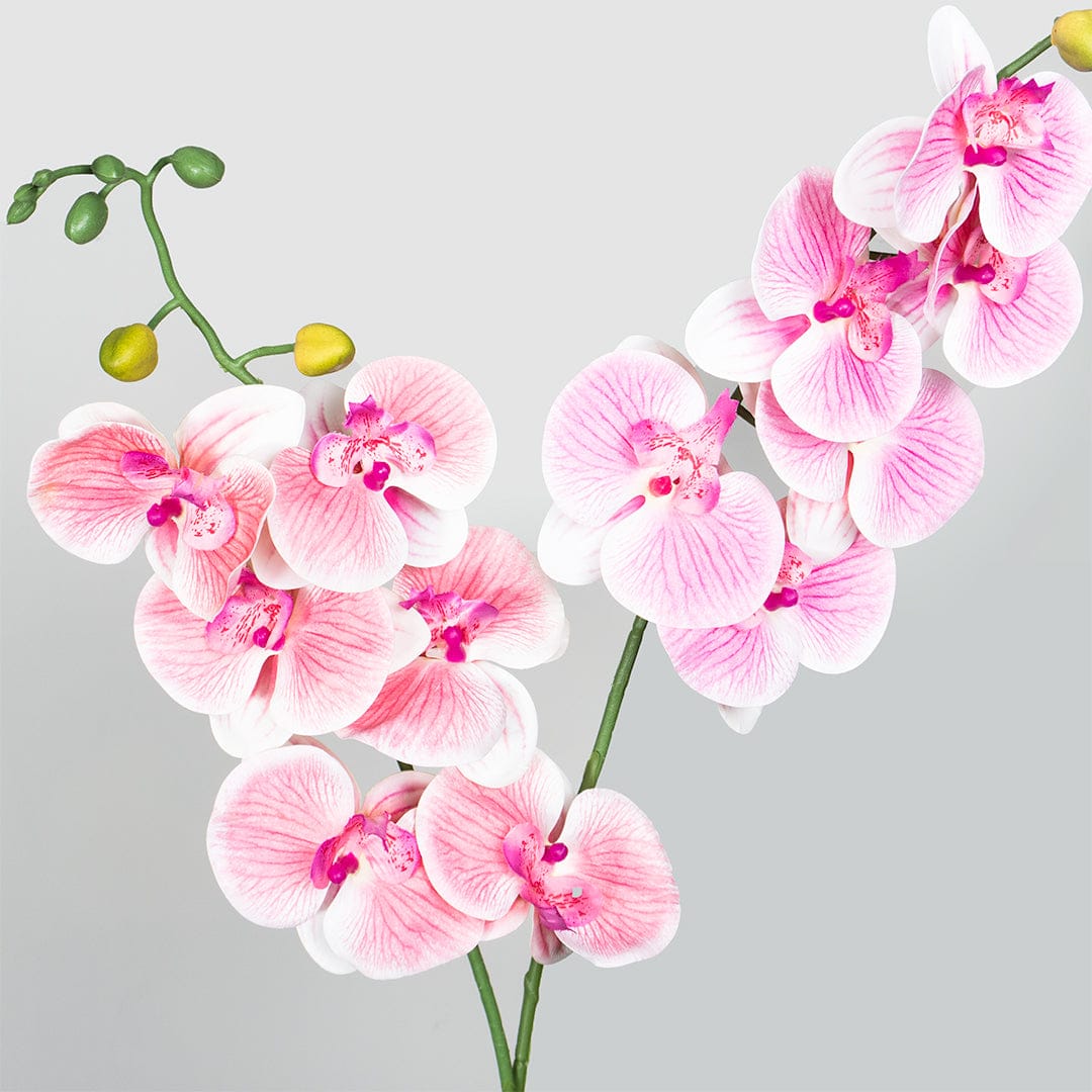 Orquídea Single Rosa Baby