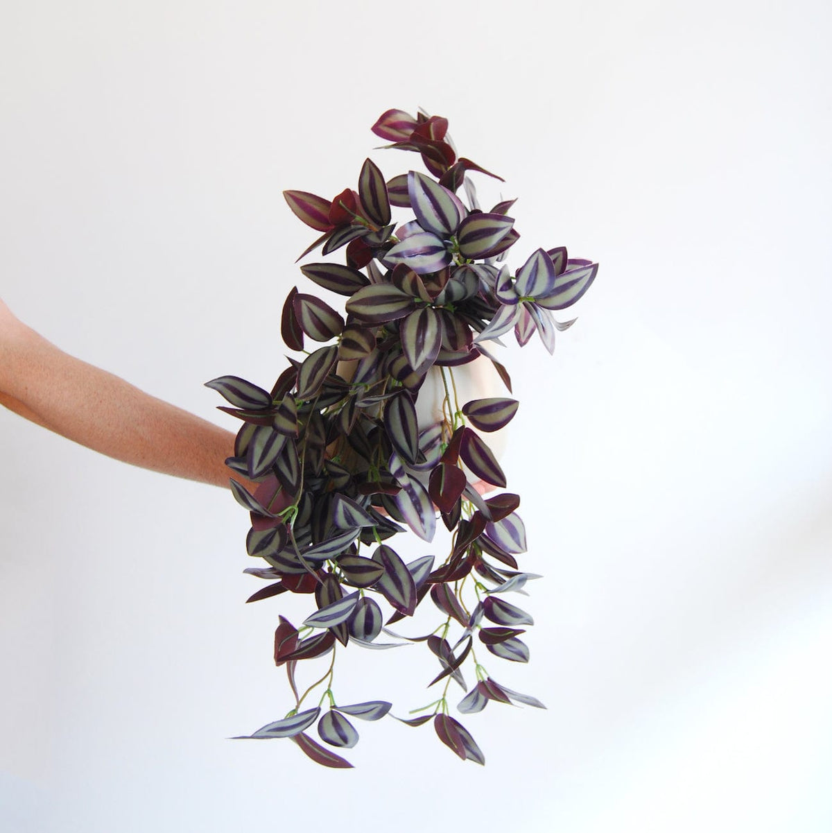 Tradescantia Colgante