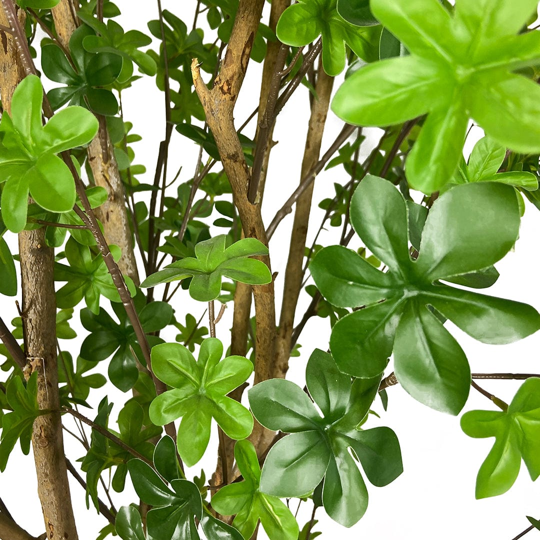 Arbre Enkianthus