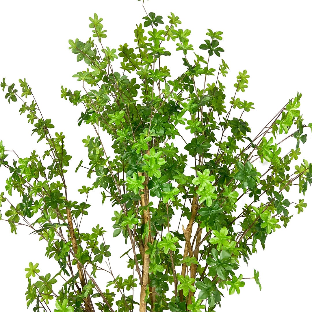 Albero Enquianto