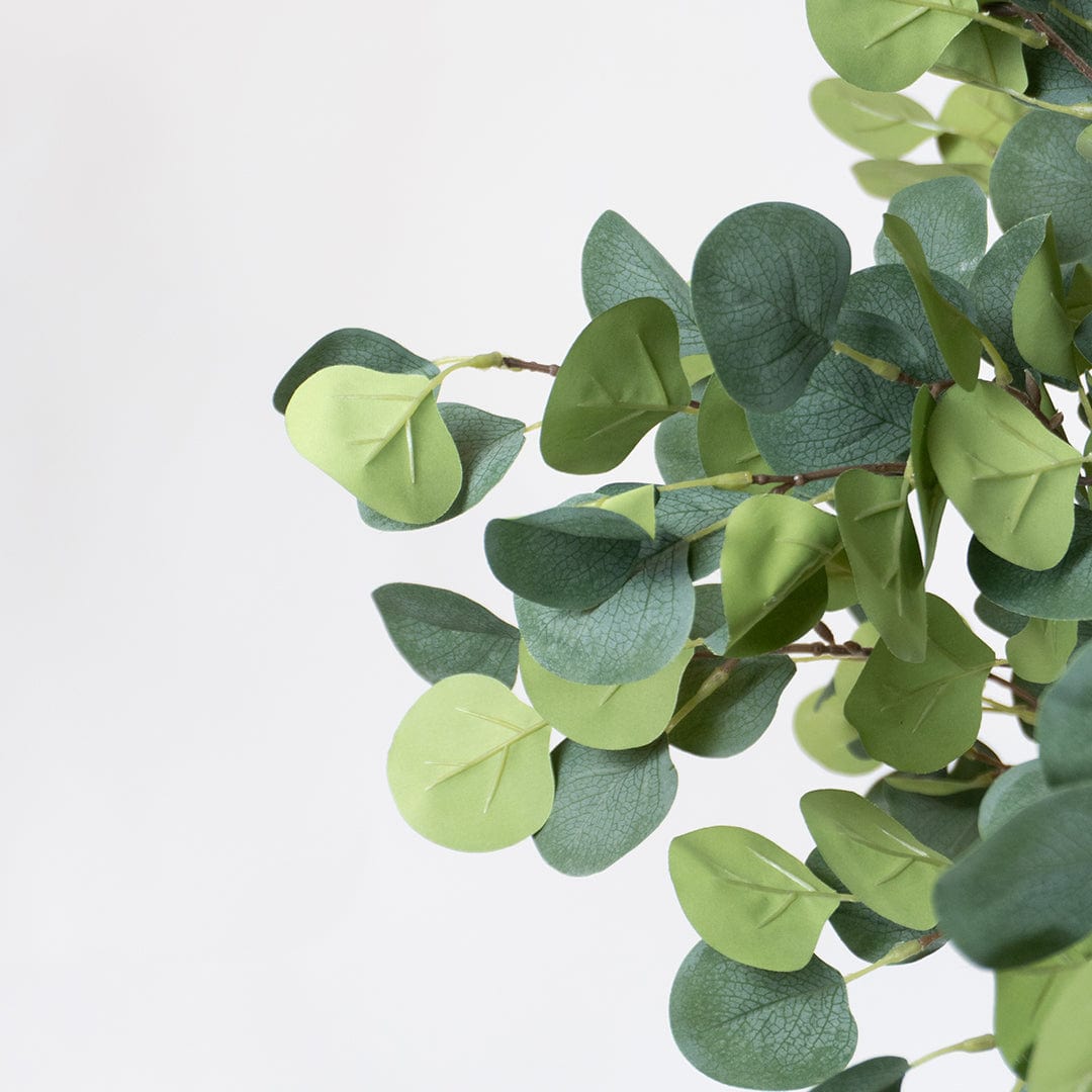 Eucalyptus sauvage