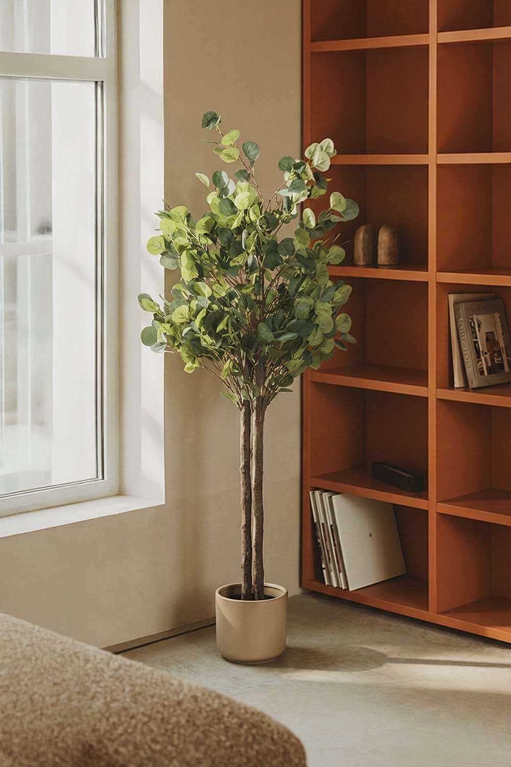 Árbol eucalipto
