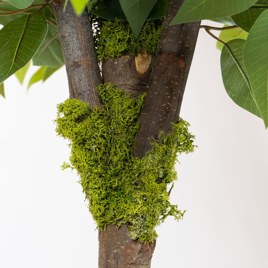 Ficus Selvatico