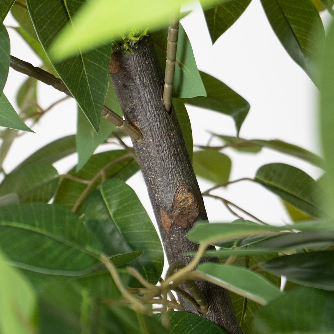 Ficus sauvage