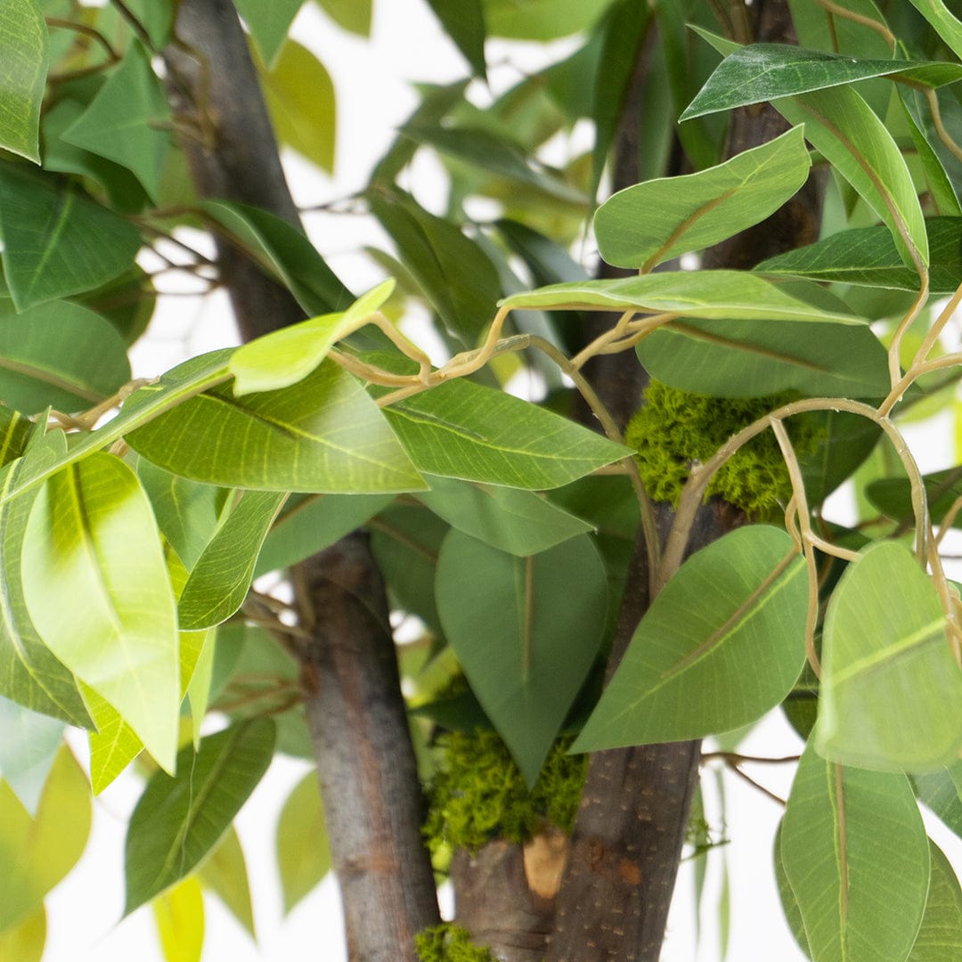 Ficus Selvatico