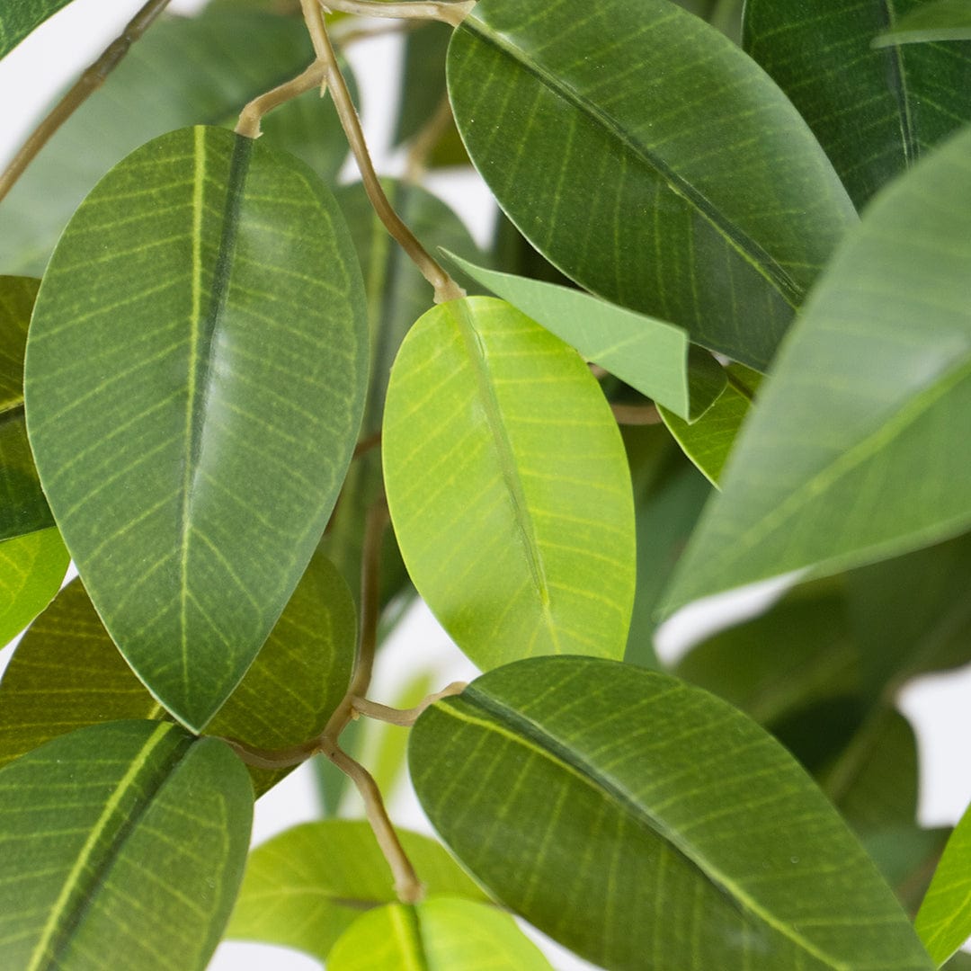 Ficus Selvatico