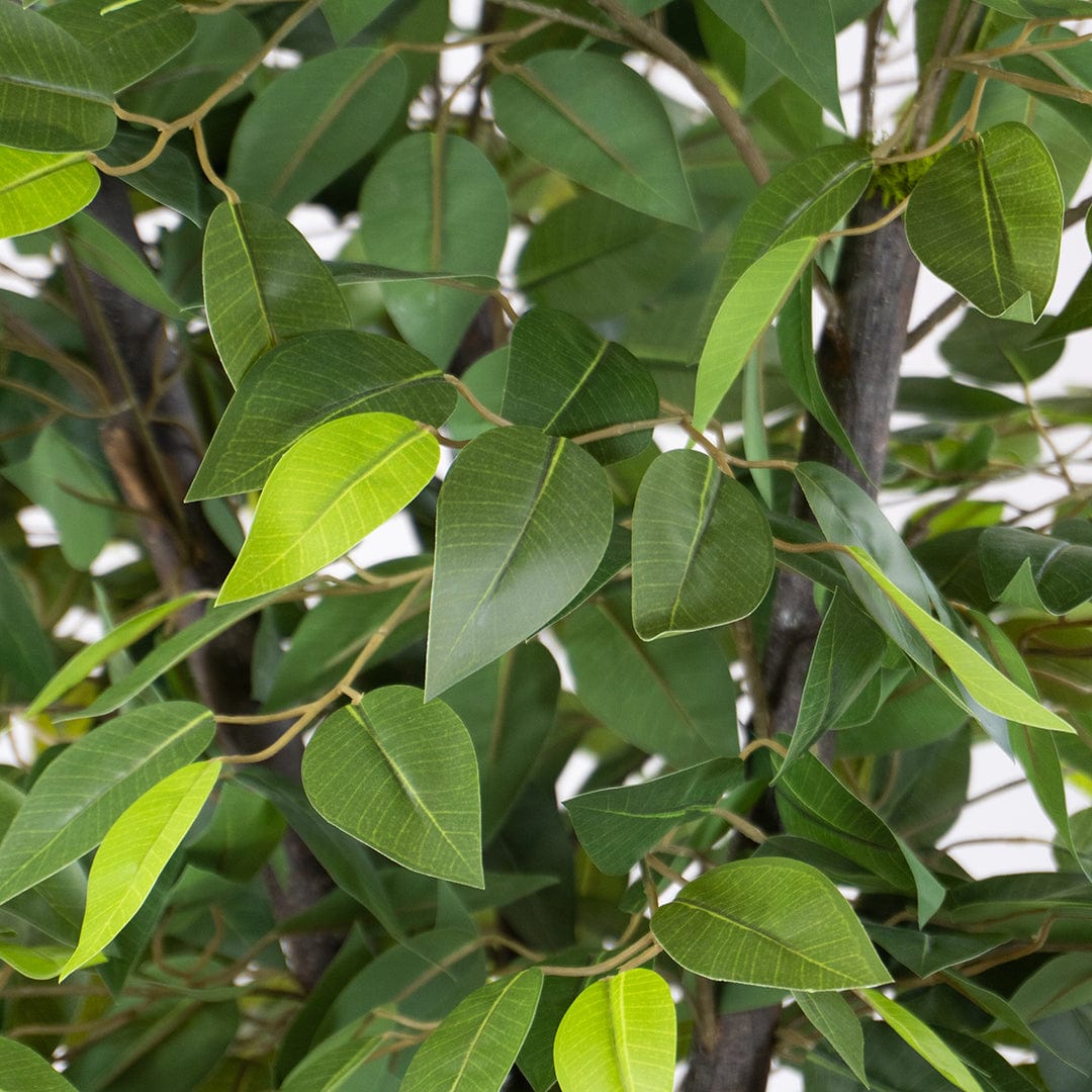 Ficus sauvage