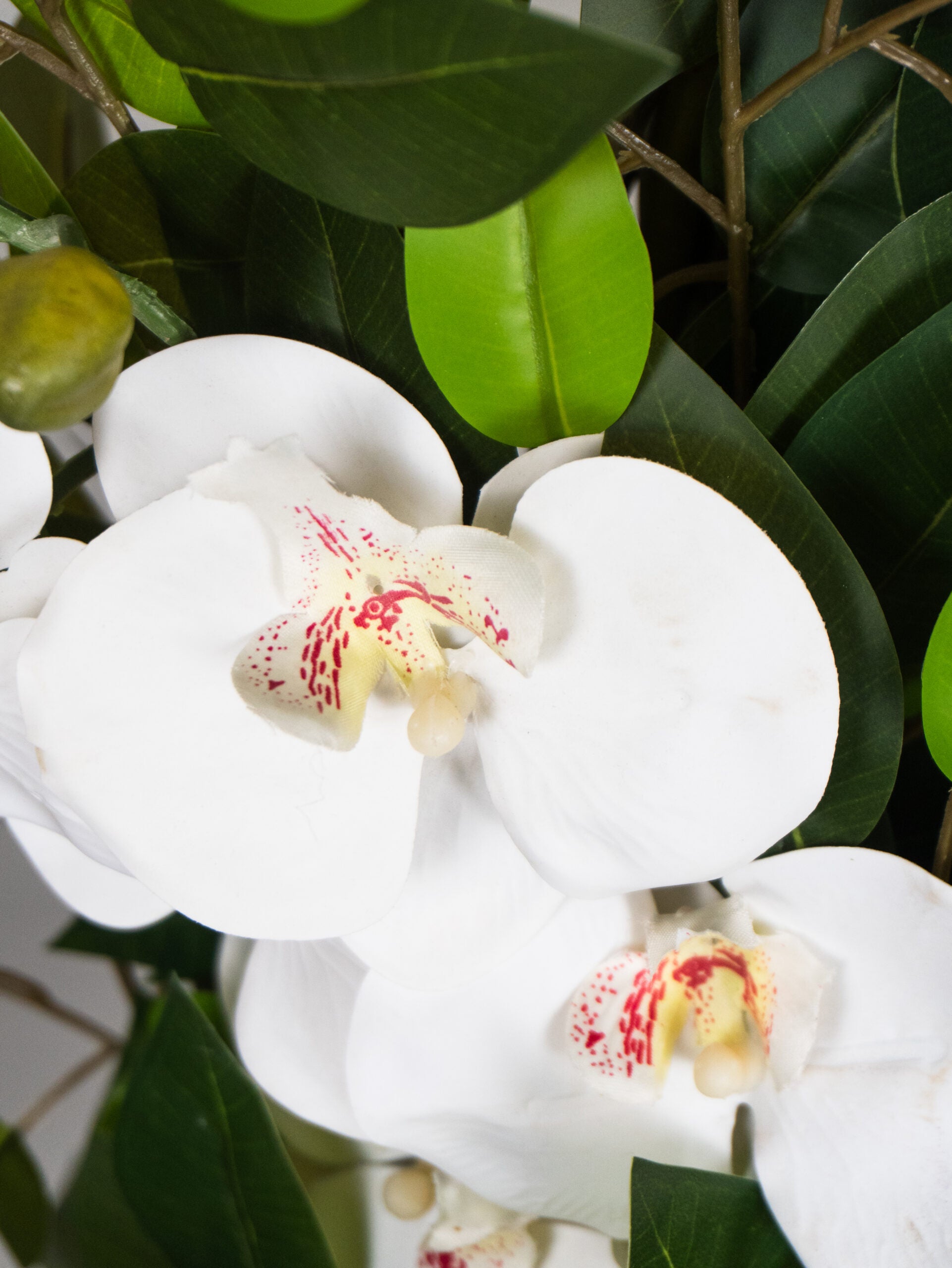 Orchidea Singola con Vaso