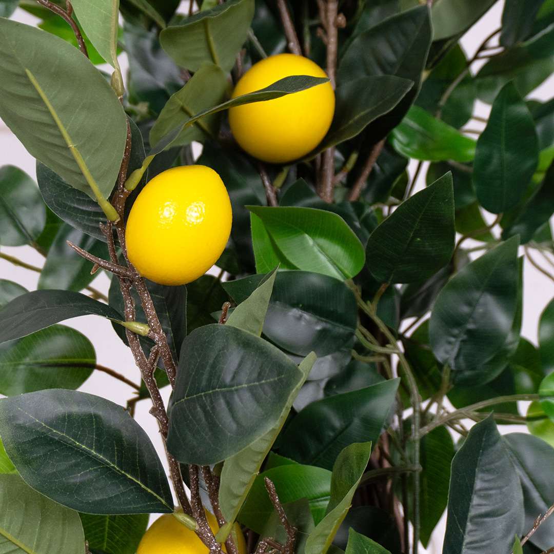 Limonero Individual Rígida
