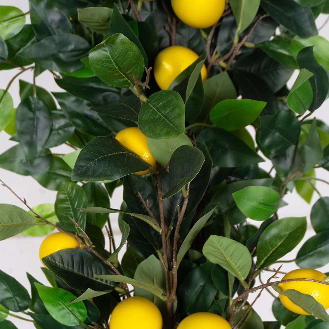 Ficus Enredadera Limonero Flessibile