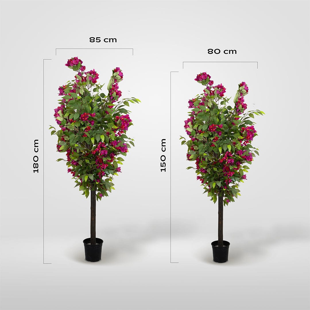 Ficus Bougainvillea Selvatica
