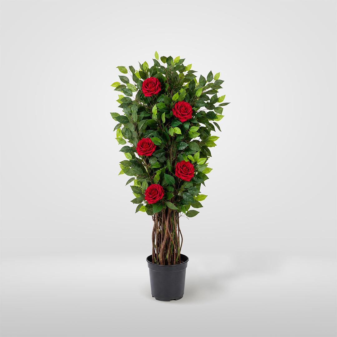 Rampicante Rosa con vaso