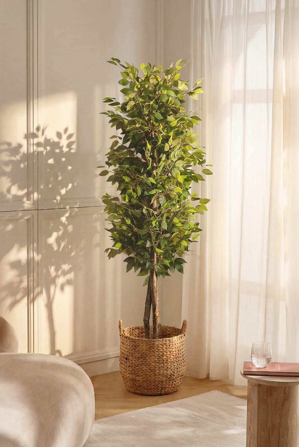 Ficus