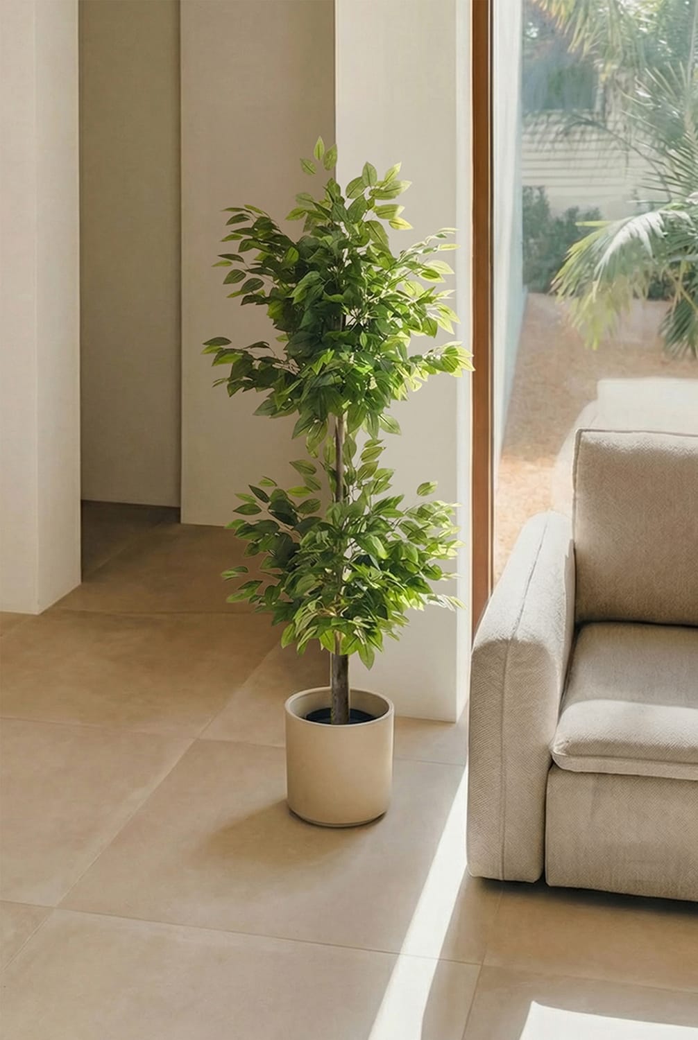 Ficus 2 têtes