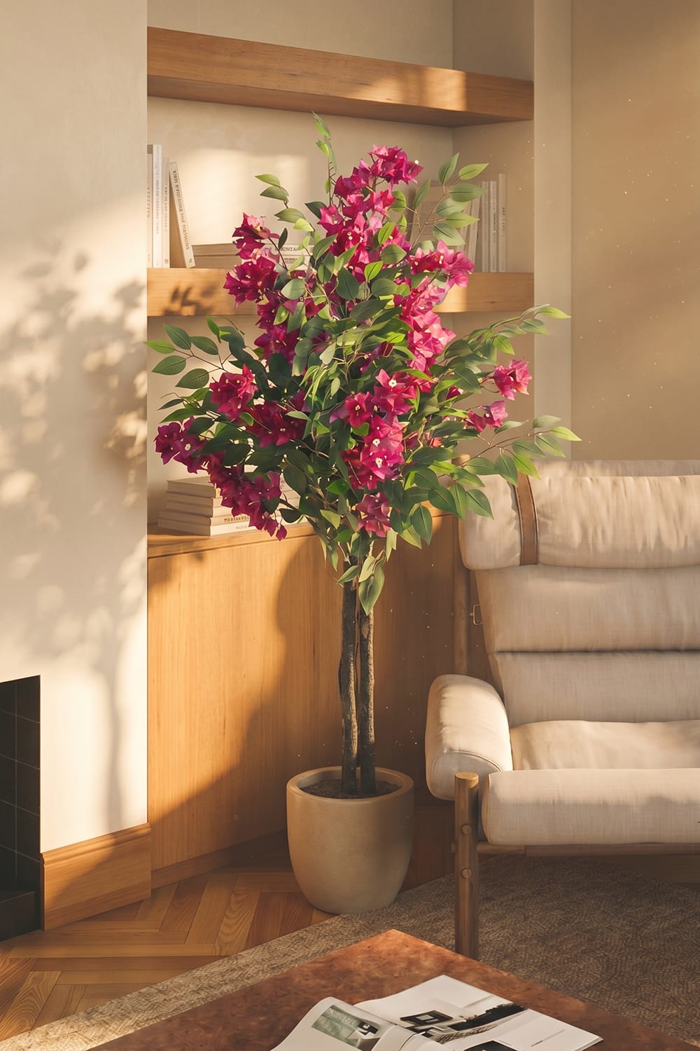 Ficus Bougainvillier